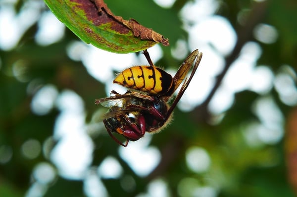 Hornets and wasps