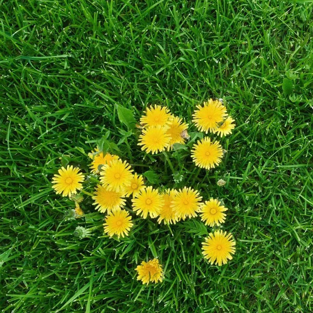 rg lawn